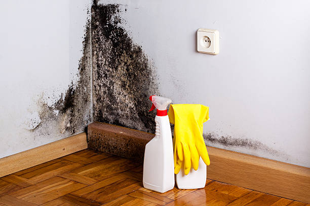 Mold Odor Removal Services in Angola, NY